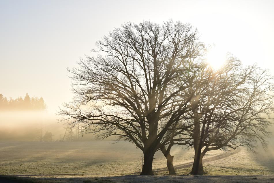 trees in the clearing in the morning haze