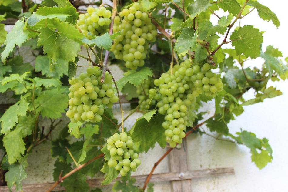 green Wine berry