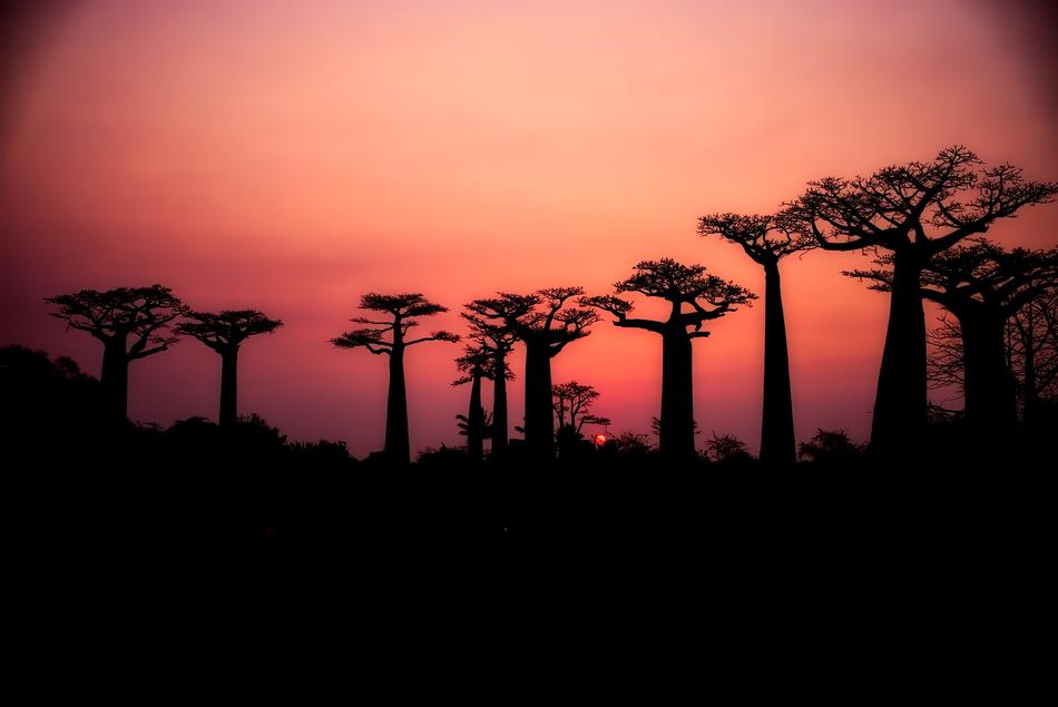 baobabs on a background of pink sky