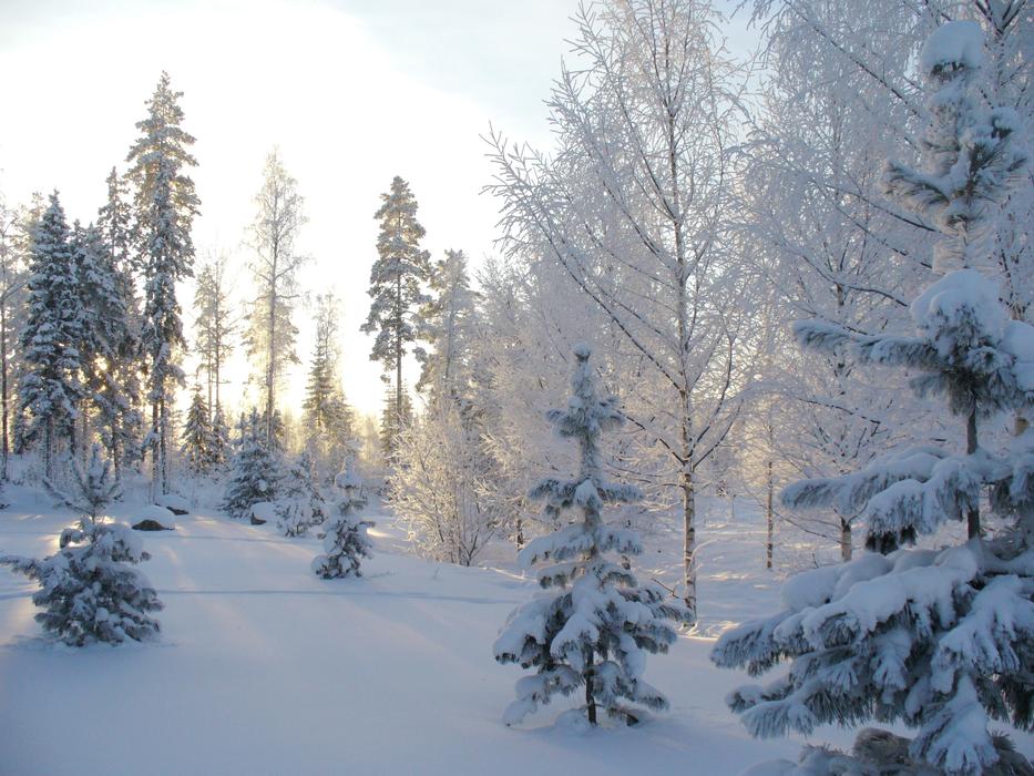 magnificent Winter Forest