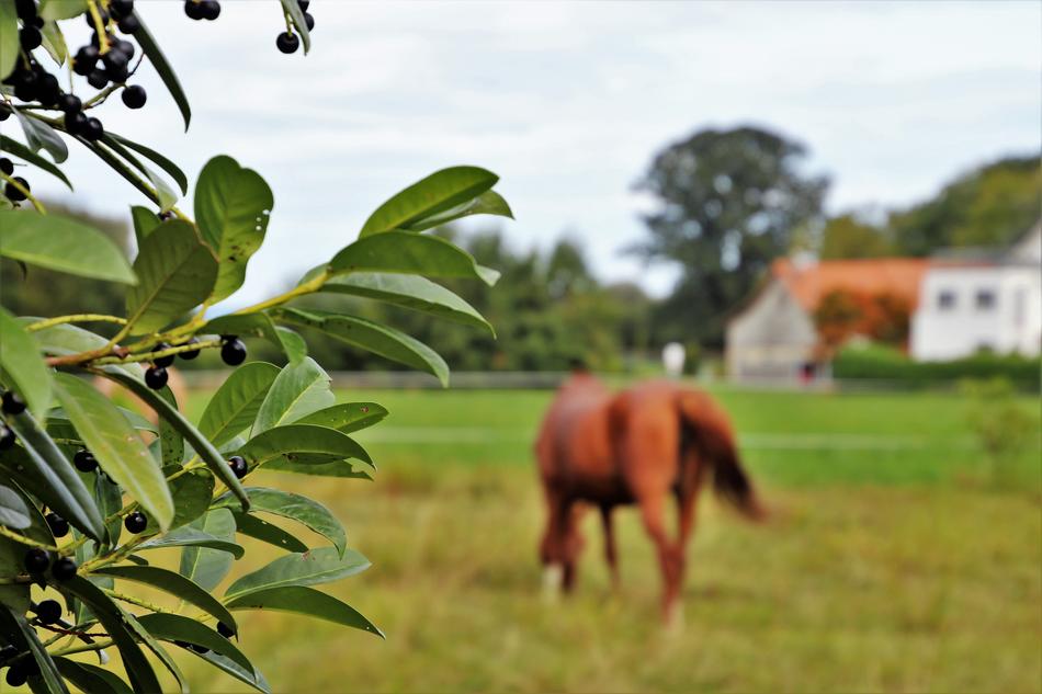 brown horse in the pasture in blurred background