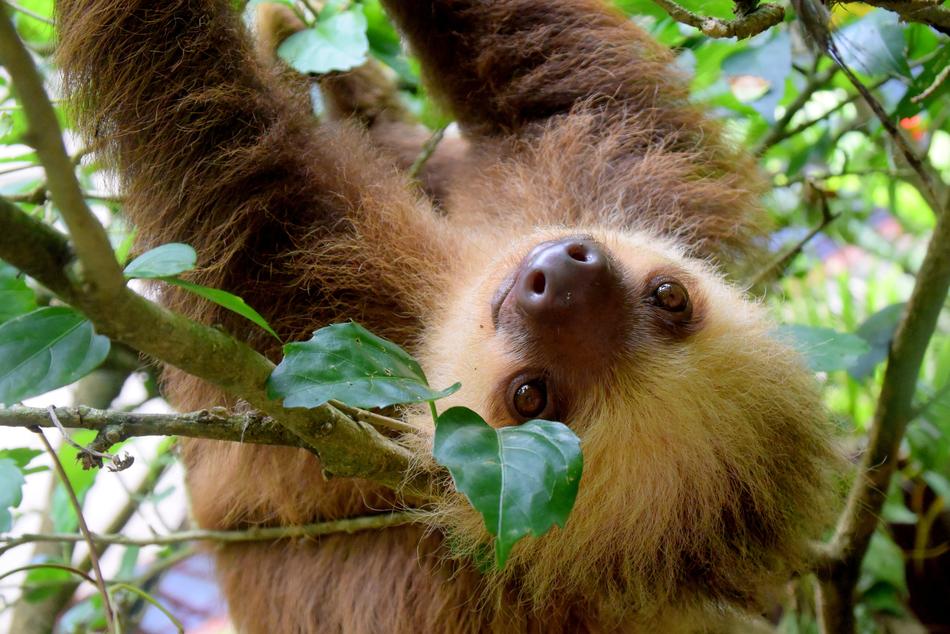 magnificent Sloth Costa Rica