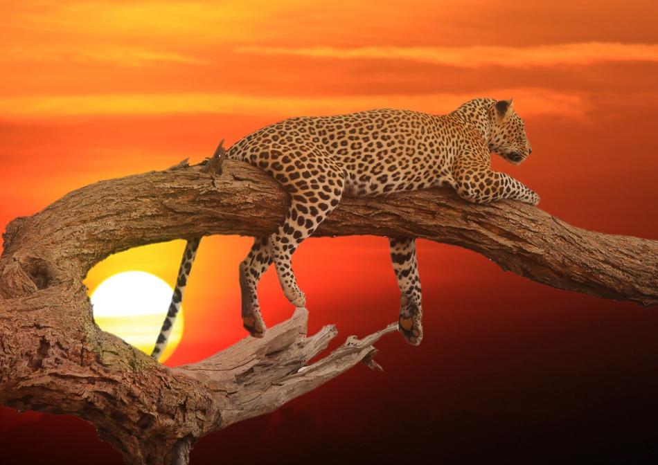 ravishing Leopard Bark