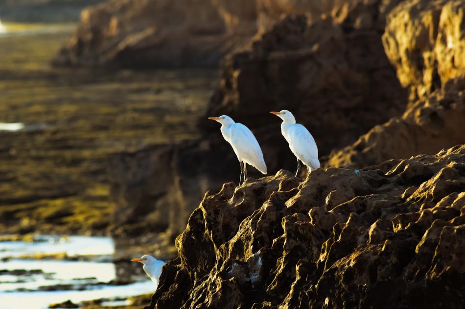 A pair of white birds on a rock near the sea