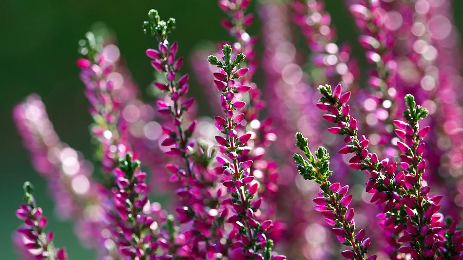 ravishing Erica Flower Violet