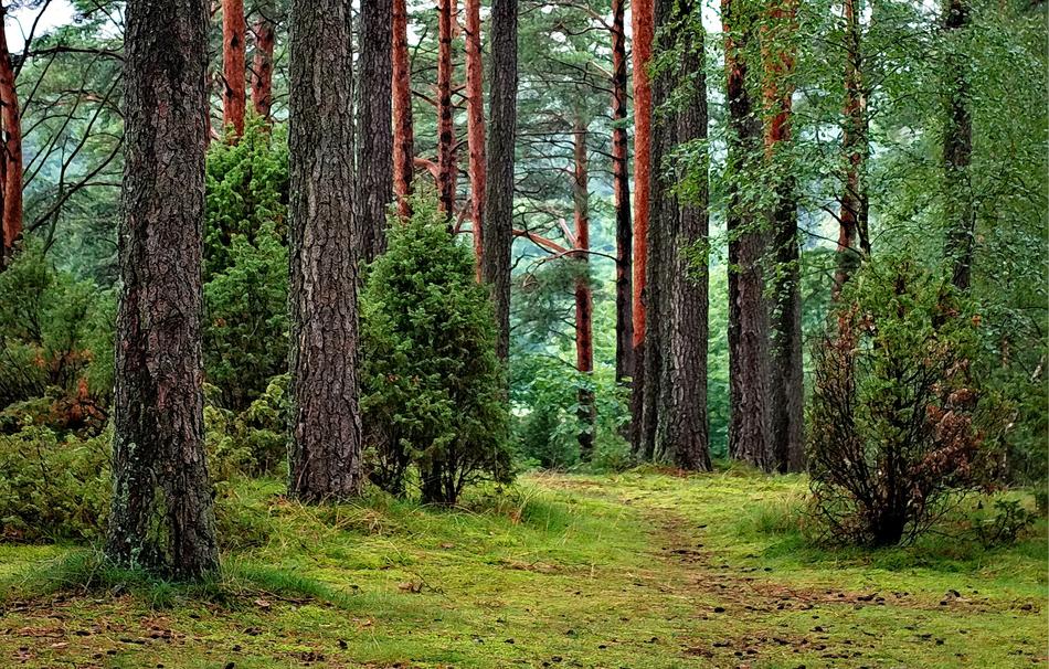 Forests Tucholski Poland