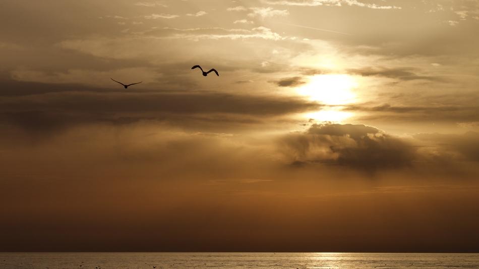 Sun Dawn birds