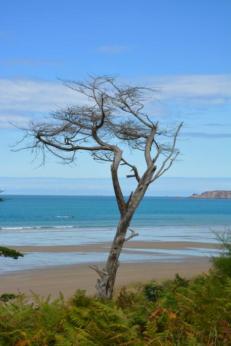 Tree Dead Still