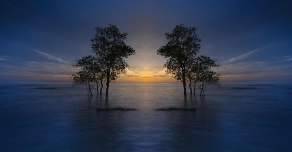 dark Ocean trees