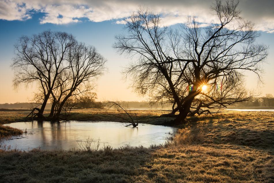Beautiful and colorful landscape with the water among the plants at dawn