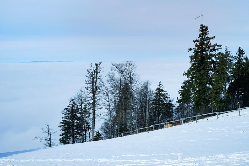 snow Black Forest