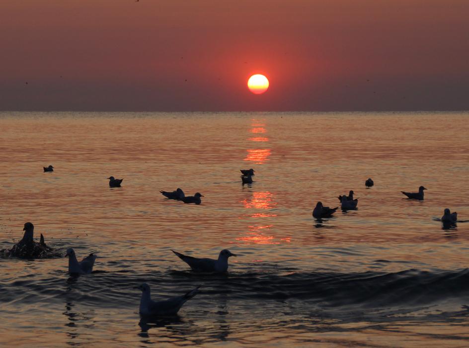 Sunrise Seagulls