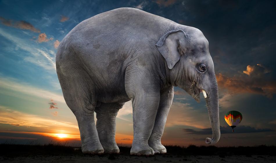 Elephant Sunset Steppe drawing