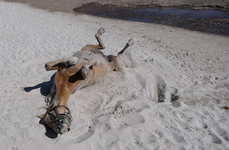 horse in the sand on the beach