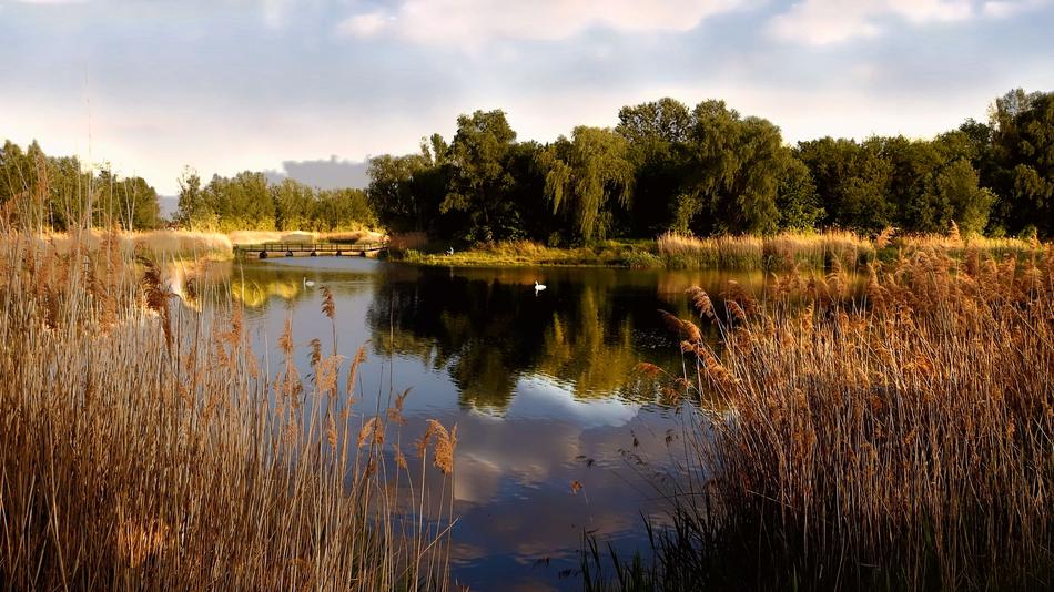 sky over a quiet lake among the reeds