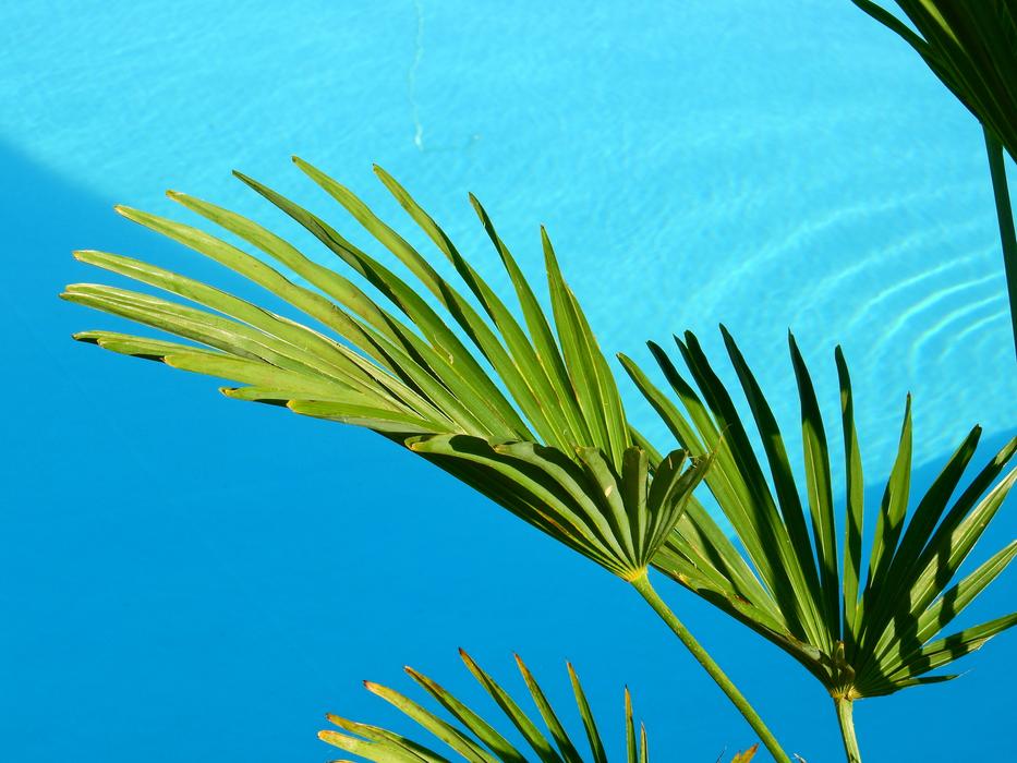 Water Swimming Pool and tree