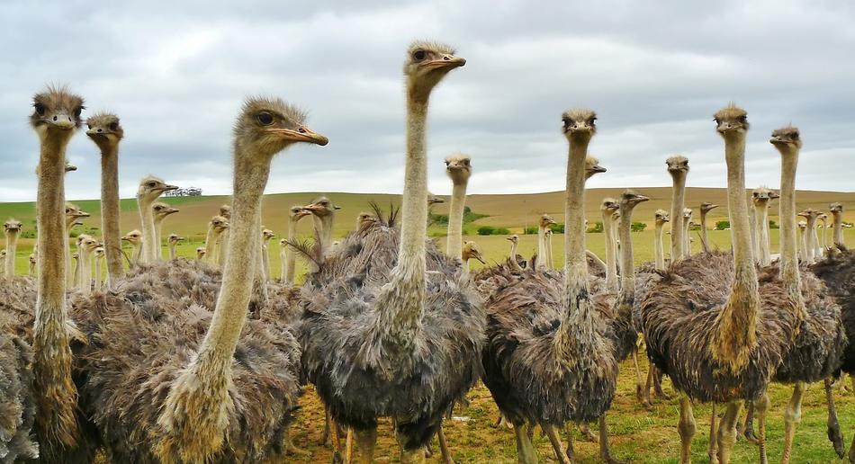 big Bird Nature