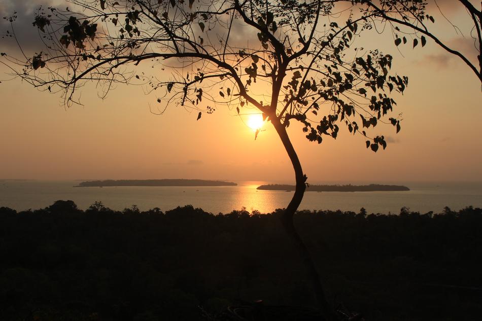 Sunset Beach tree