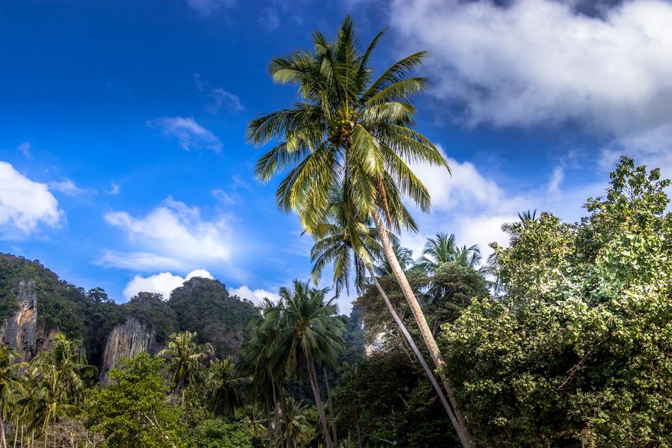 palms and trees on the coast of thailand