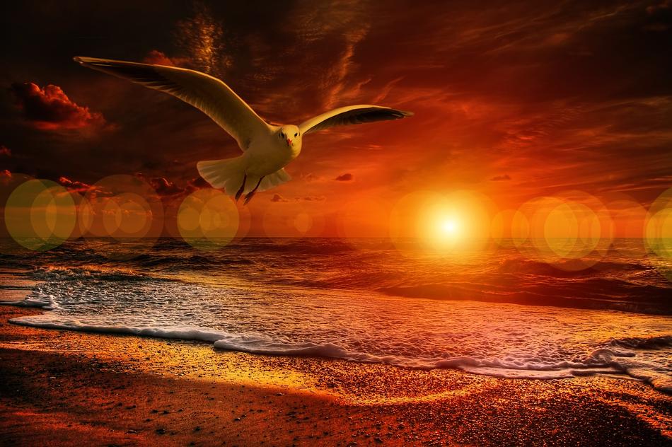 gull over the beach at orange dusk