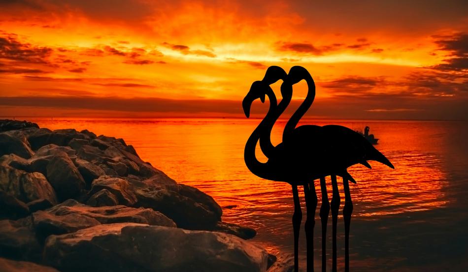 flamingo dusk sunset
