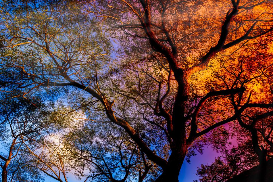 Tree at Sunbeam Rays