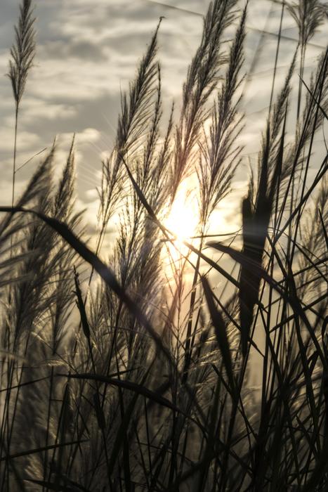 Seed Sunset