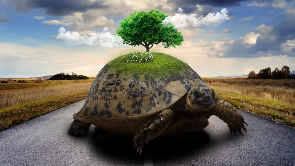 Nature Travel reptile