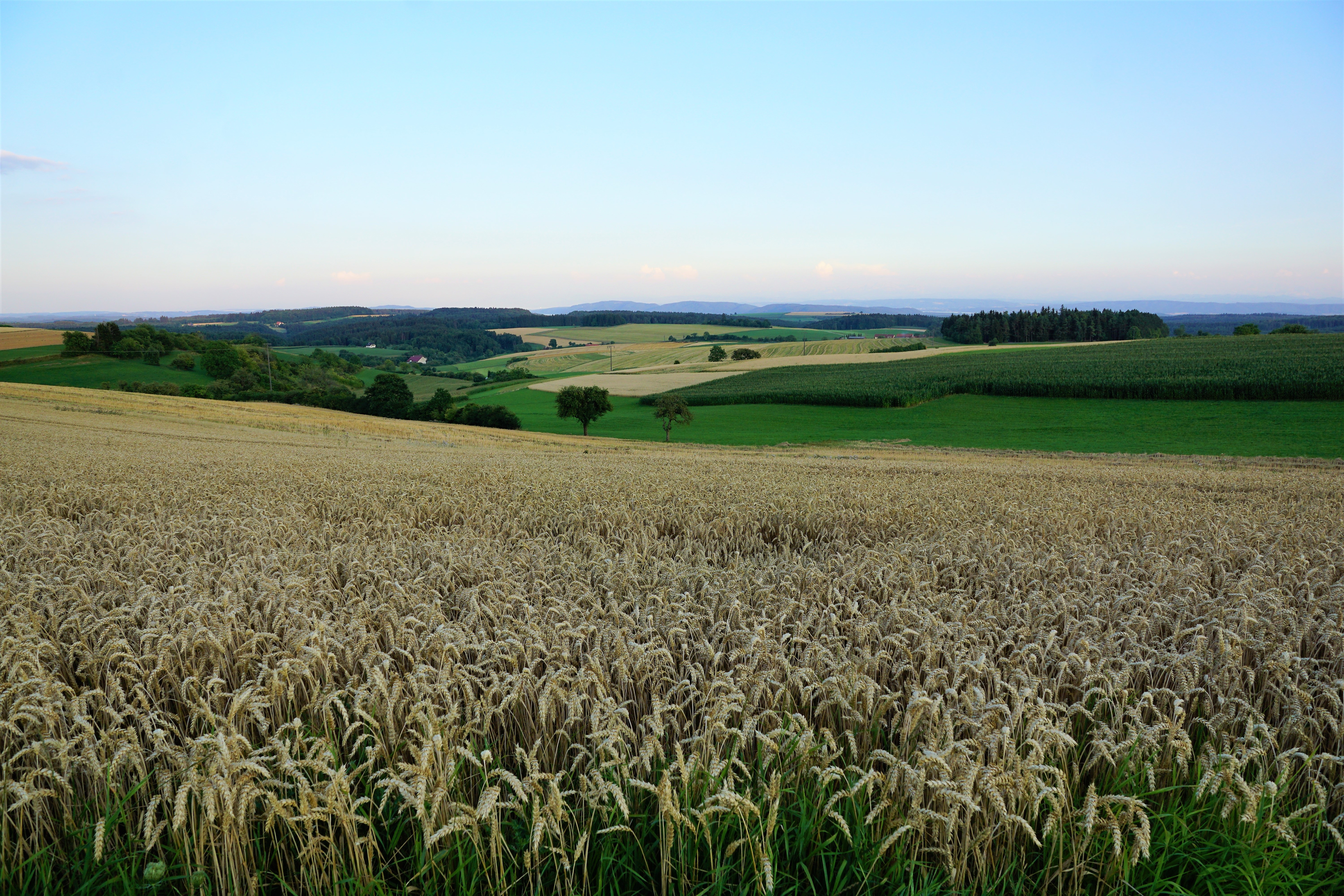 ФРГ пшеничное поле