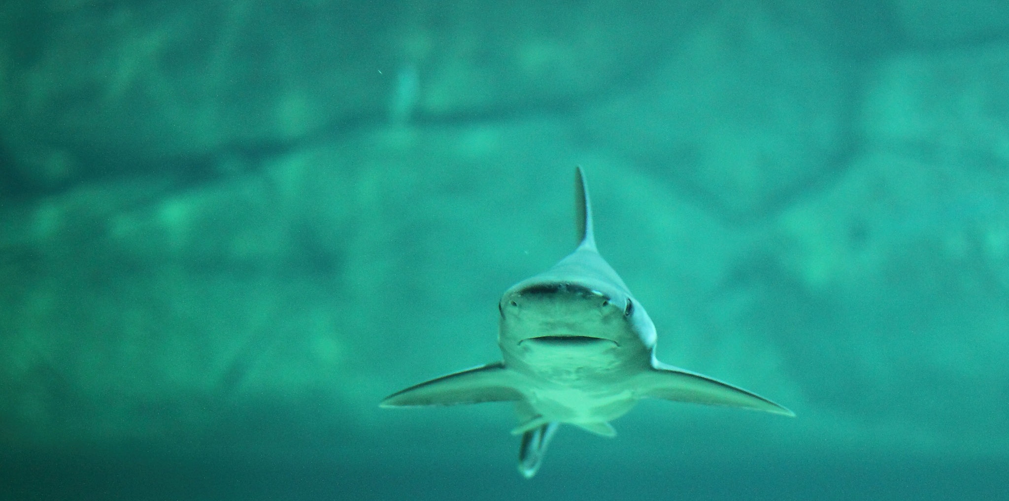 Shark Sea blue free image download