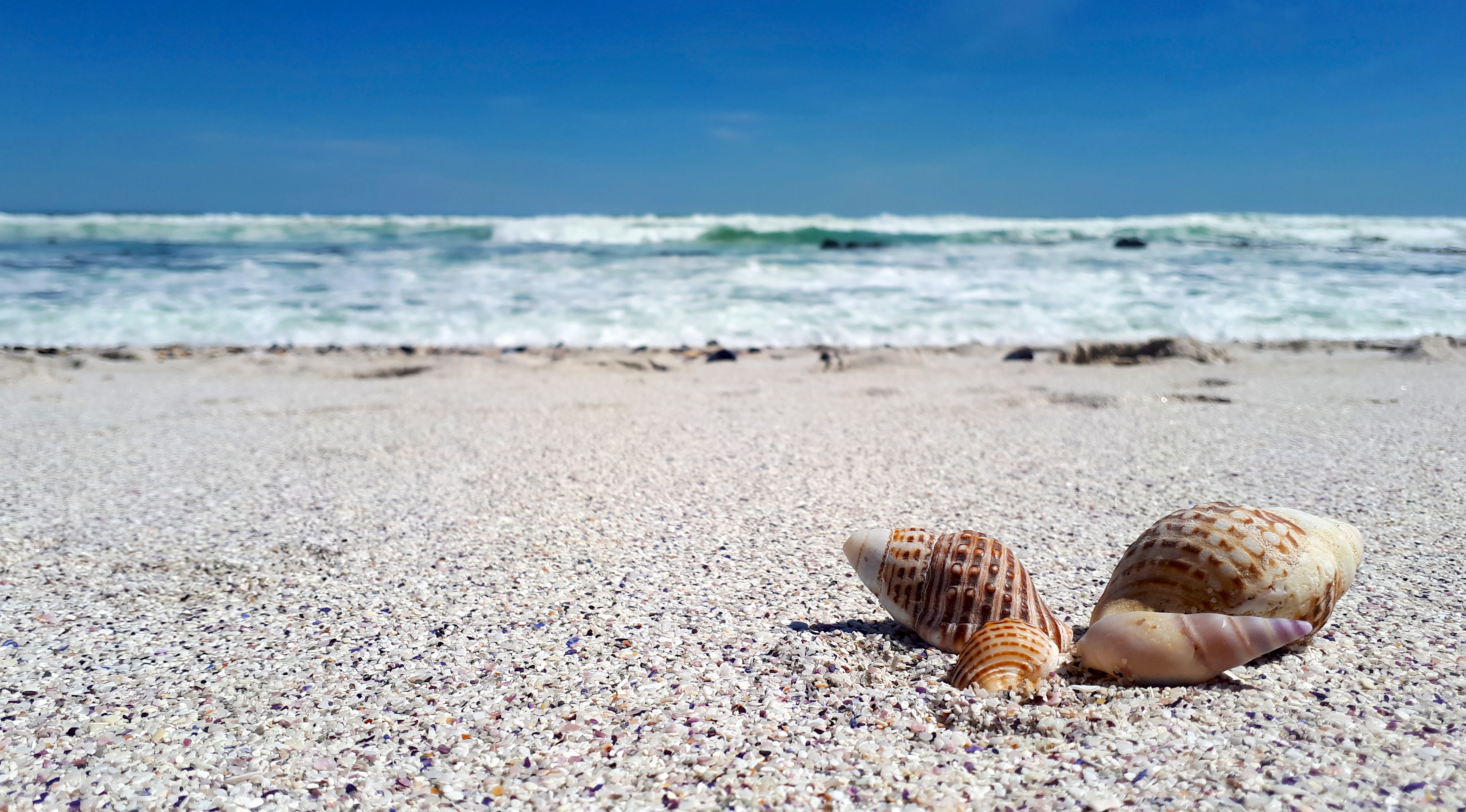 Sea shell beach. Море ракушки. Ракушки на пляже. Ракушка картинка. Обои на рабочий стол ракушки и море.