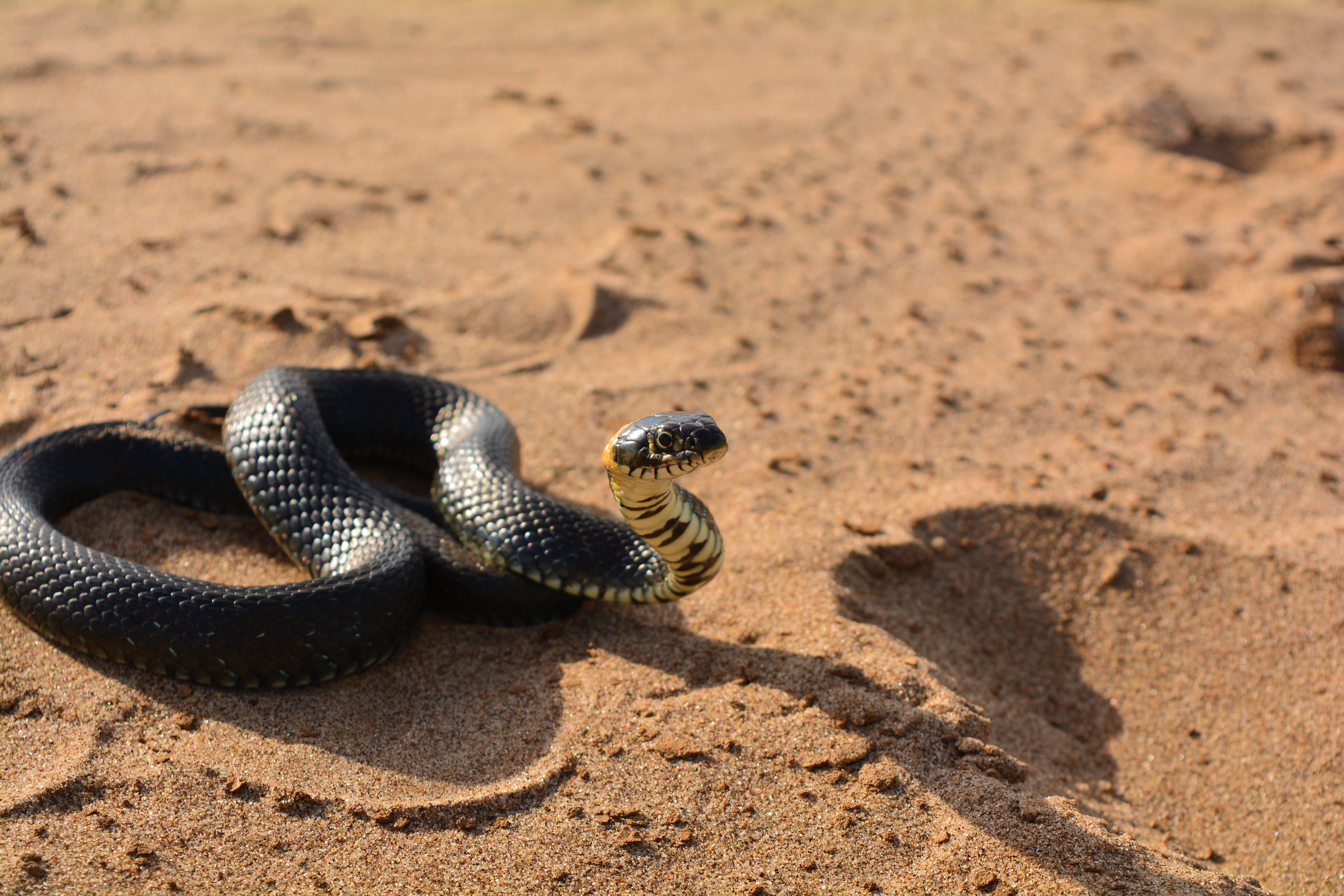 Искушение песчаного змея. Змея гадюка пустынная. Змея Песчаная гадюка. Шахмар змея. Змея полупустыни.