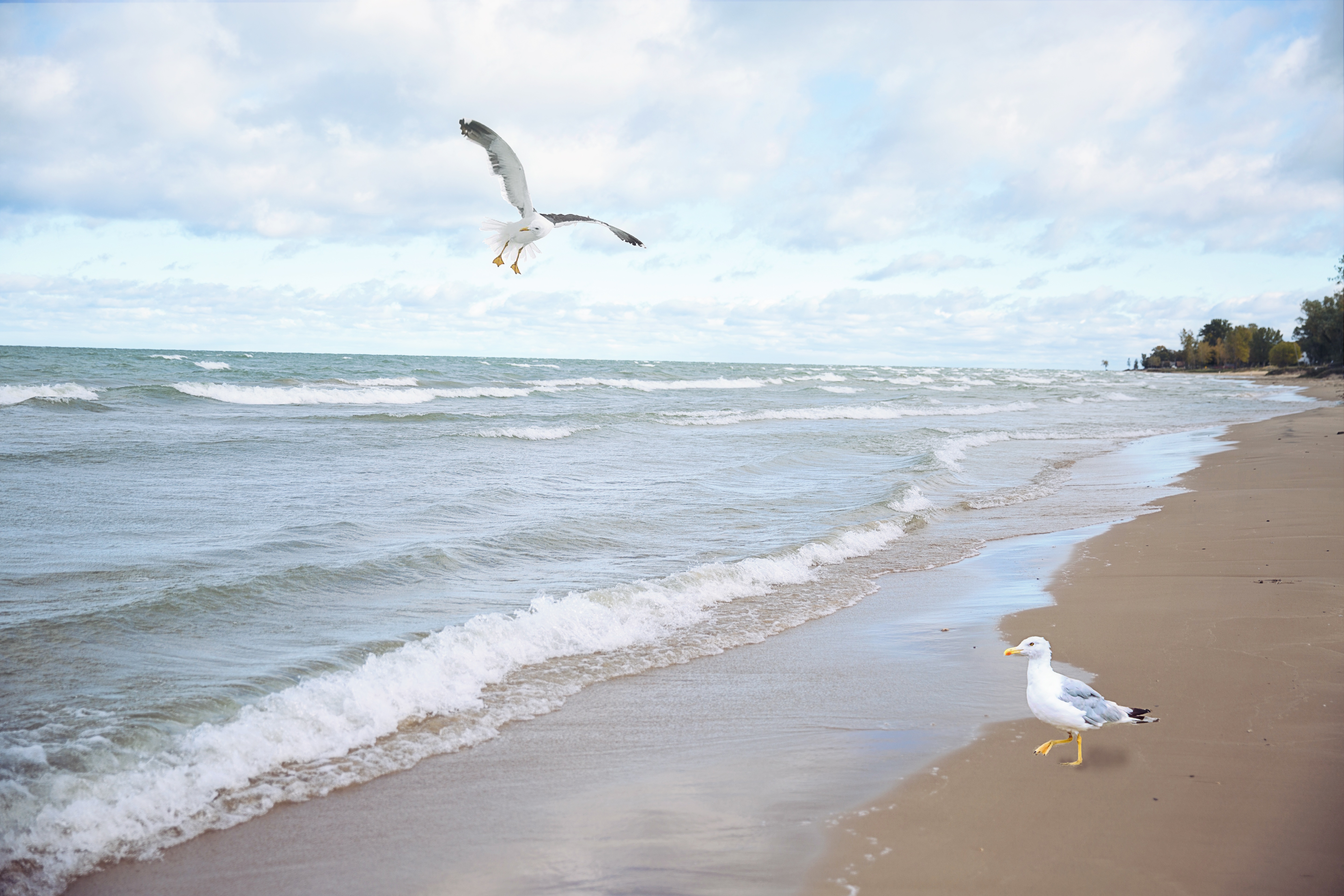 Seagulling A Girl