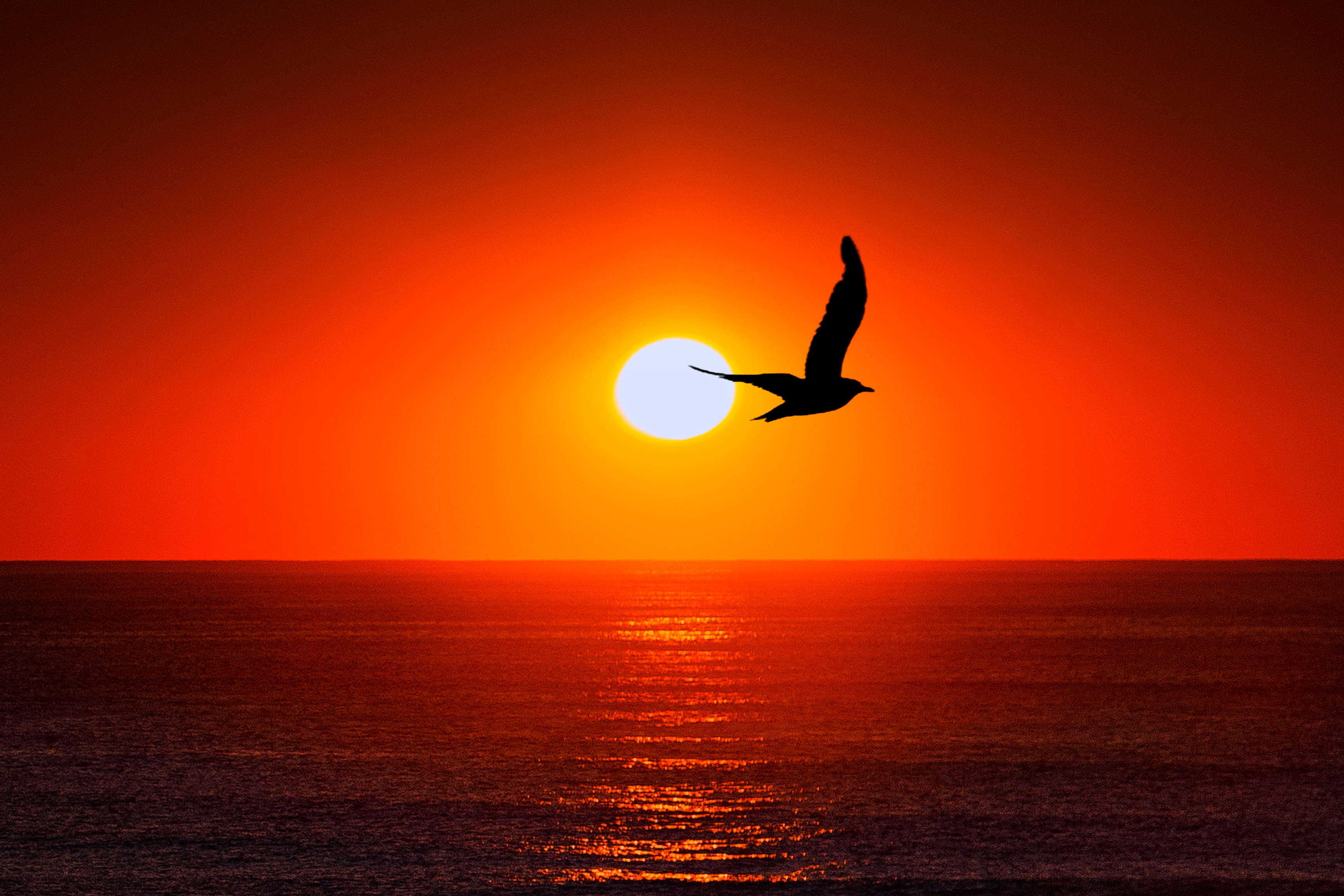 Sunset Sea Gull free image download