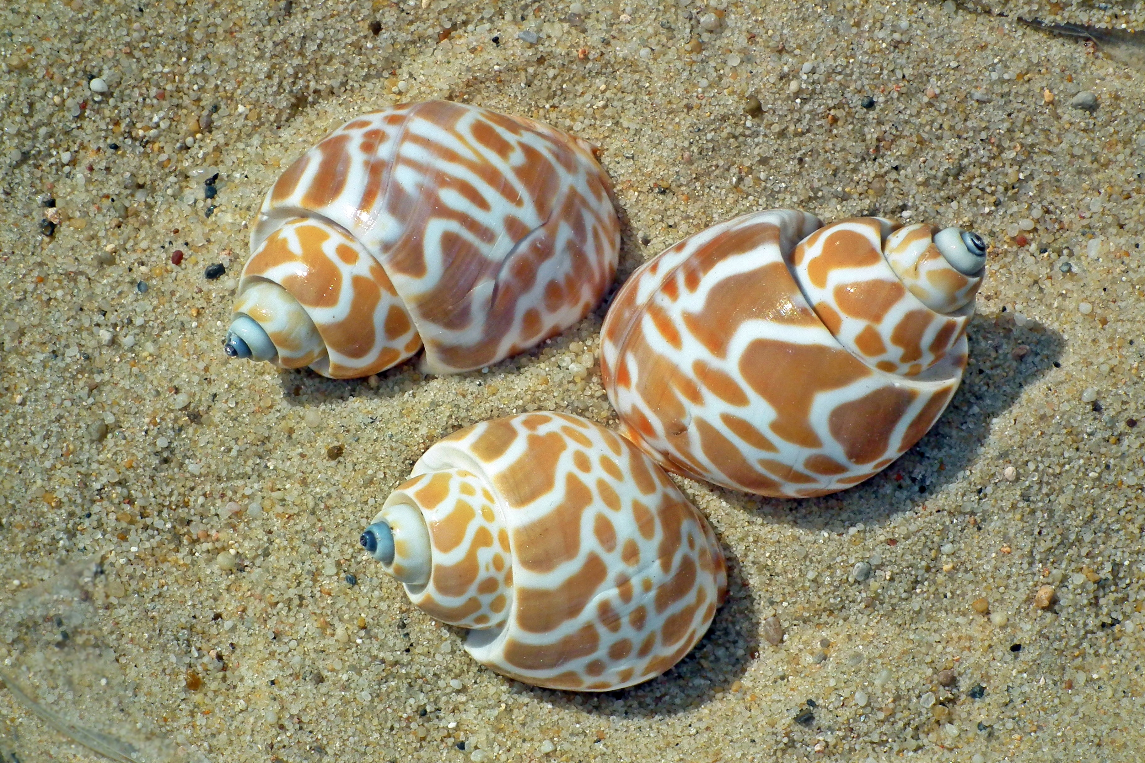 Брюхоногие моллюски черного моря