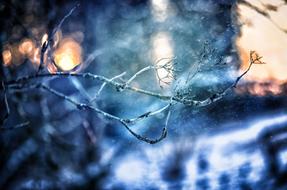 tree branch in a spider web in winter on a blurred background