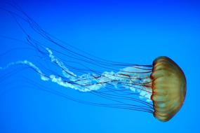 Colorful and beautiful jellyfish, in the aquarium with blue water