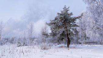 Winter Christmas snow forest