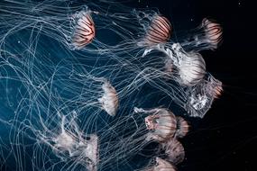 Jellyfish Aquatic Animals