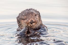 otter in the water in alaska close up