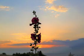 Sunset Plant Flower dry