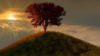 Tree Nature Sunset hot