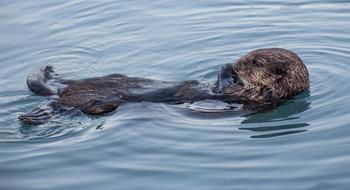 Otter swims on its back, usa, Alaska, kenai fjords national park