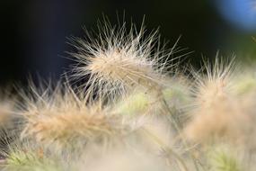 Close-up of the beautiful yellow and green grass
