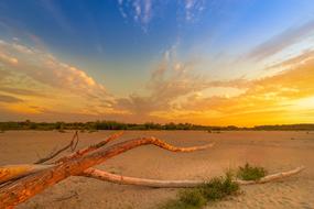 landscape of tree wood and hot Morning Sunrise