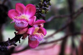 Flower Plant pink cute