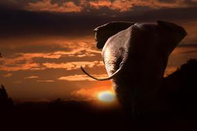 Beautiful and cute elephant on the landscape in Africa, with the silhouettes, at colorful and beautiful sunset