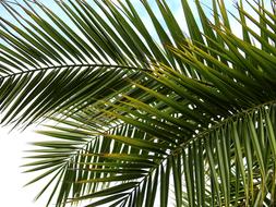 photo of caribbean palm branches