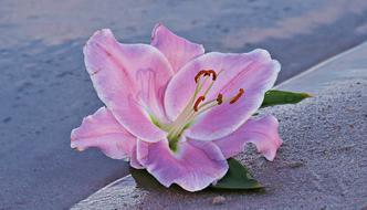pink Lily Flower stone