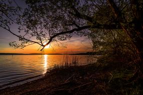 Nature Tree Sunset orange